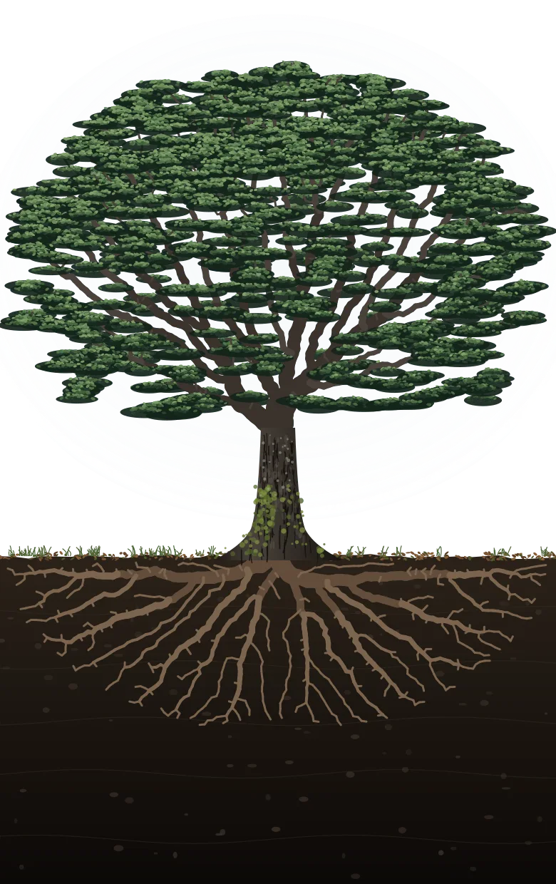 A mature New Zealand beech in cross-section: a layered crown, a mossy trunk and its shallow, wide roots below the ground
